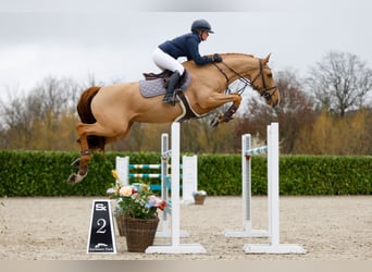 BWP (cheval de sang belge), Hongre, 6 Ans, 165 cm, Alezan brûlé, in Kinrooi,