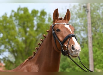 Hanoverian, Mare, 4 years, 16.2 hh, Chestnut-Red, in Holle,
