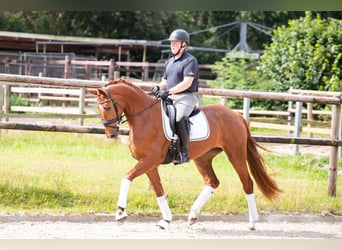 Hannoveranare, Sto, 4 år, 173 cm, fux, in Wurster Nordseeküste,