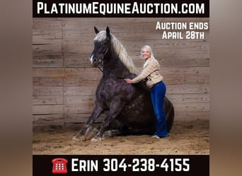 American Quarter Horse, Stute, 4 Jahre, 173 cm, in Flemingsburg KY,