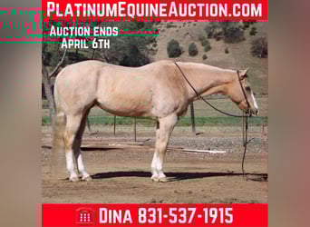 American Quarter Horse, Stute, 11 Jahre, 152 cm, Palomino, in Paicines CA,