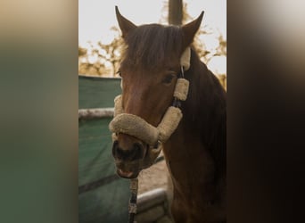 PRE, Stallion, , 13,1 hh, Brown, in Filderstadt,