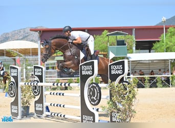 KWPN, Stute, 8 Jahre, 170 cm, Brauner, in Pozzuoli