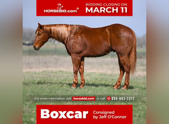 American Quarter Horse, Wallach, 6 Jahre, 152 cm, Rotfuchs, in Canyon, TX,