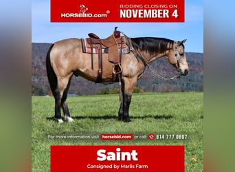 American Quarter Horse, Wałach, 10 lat, 155 cm, Jelenia, in Rebersburg, PA,