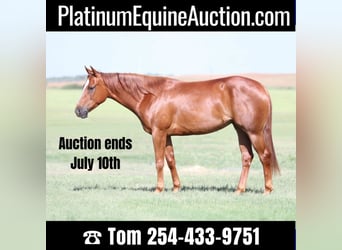 Quarter horse américain, Hongre, 5 Ans, 147 cm, Alezan cuivré, in Rising Star TX,