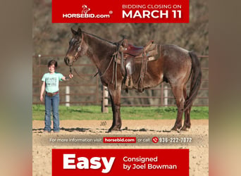 Quarter horse américain, Hongre, 17 Ans, 152 cm, Rouan Bleu, in Carthage, TX,