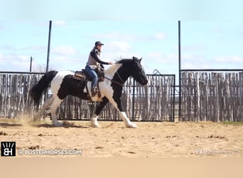 Quarter horse américain, Hongre, 5 Ans, 152 cm, Rouan Bleu, in Middletown OH,