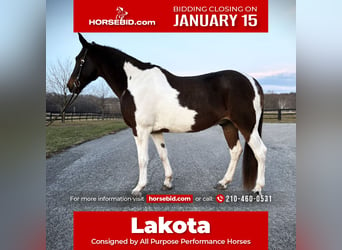 Spotted Saddle Horse Croisé, Hongre, 13 Ans, 165 cm, Pinto, in Rockville, MD,