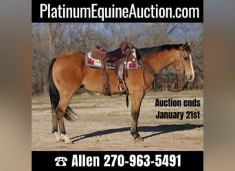 Quarter horse américain, Hongre, 7 Ans, 157 cm, Buckskin, in Brickenridge TX,