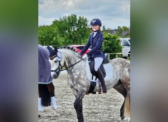 KWPN, Wallach, 9 Jahre, 142 cm, Schimmel, in Münster