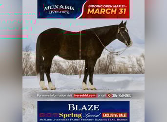 American Quarter Horse Mix, Gelding, 7 years, 14,3 hh, Black, in Cody, WY,