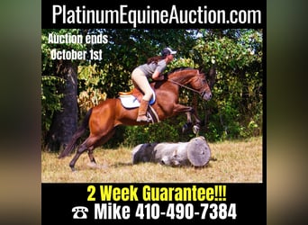American Quarter Horse, Merrie, 11 Jaar, 152 cm, Roodbruin, in Mountain Grove, MO,