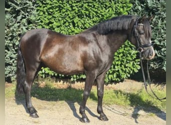Cheval de sport hongrois, Hongre, 14 Ans, 134 cm, Noir, in Turnhout,