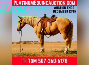 Arbeitspferd, Wallach, 5 Jahre, 165 cm, Palomino, in Windom MN