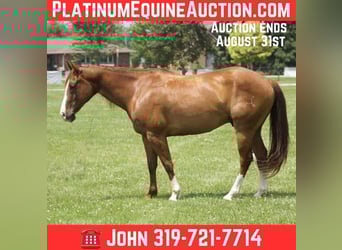 American Quarter Horse, Gelding, 8 years, 14,1 hh, Chestnut, in Libson IA