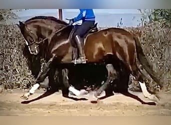 PRE, Stallion, 4 years, 16.1 hh, Chestnut, in Malaga,