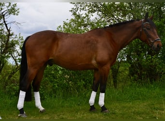 Polnisches Sportpferd, Wallach, 7 Jahre, 165 cm, Brauner, in Würzburg