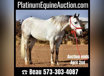 Quarter horse américain, Hongre, 11 Ans, Gris, in Sweet Springs MO,
