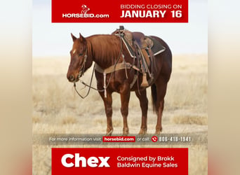 Quarter horse américain, Hongre, 11 Ans, Alezan brûlé, in Amarillo, TX,