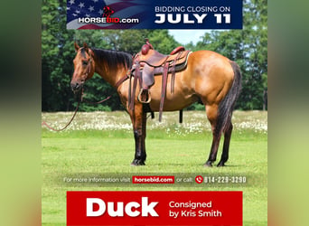 Quarter horse américain Croisé, Hongre, 13 Ans, 152 cm, Buckskin, in Clarion, PA,