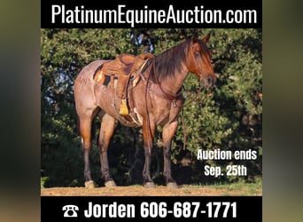 Quarter horse américain, Hongre, 13 Ans, 157 cm, Roan-Bay, in Cleburne TX,