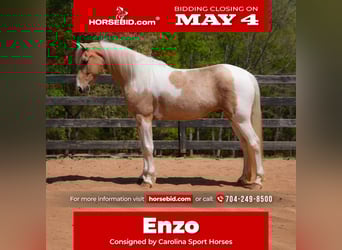 Fries paard Mix, Ruin, 7 Jaar, 152 cm, Palomino, in Clover, SC