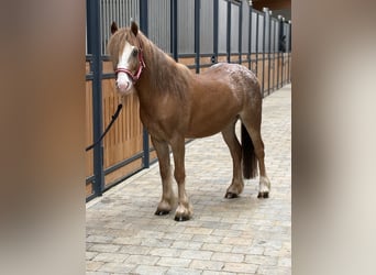 Meer ponys/kleine paarden, Ruin, 5 Jaar, 120 cm, , in Westerheim