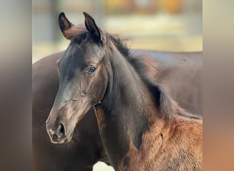 KWPN, Stallion, 1 year, Black, in Helmond,