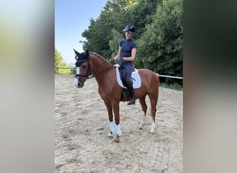 Rouan bai, Jument, 4 Ans, 167 cm, Alezan, in Wermelskirchen