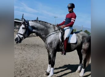 Other Breeds, Gelding, 8 years, 16.1 hh, Gray, in Málaga,