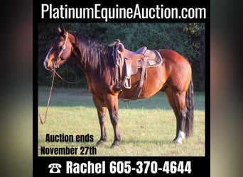 American Quarter Horse, Ruin, 14 Jaar, Roodbruin, in Rusk TX,