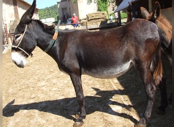 Burro, Yegua, 17 años, 140 cm, Negro, in BERGA, BARCELONA,