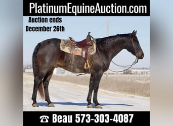 Quarter horse américain, Hongre, 16 Ans, 160 cm, Rouan Bleu, in Sweet Springs, MO,