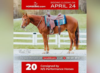 Quarter horse américain, Hongre, 5 Ans, Alezan cuivré, in Chatsworth, GA,