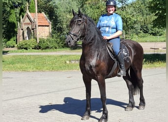 Friesen, Stute, 7 Jahre, 160 cm, Rappe, in Tecklenburg