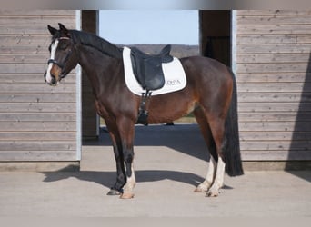 Poney Français de selle, Hongre, 4 Ans, 144 cm, Bai brun, in Faramans