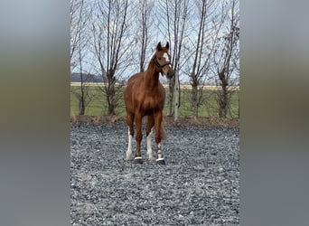 Belgijski koń gorącokrwisty, Wałach, 12 lat, 173 cm, Kasztanowata, in Stadskanaal
