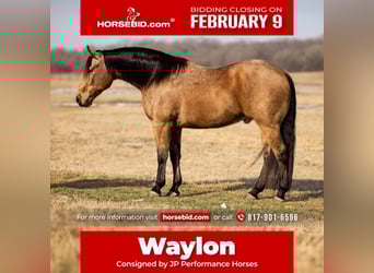 American Quarter Horse, Ruin, 9 Jaar, 155 cm, Buckskin, in Weatherford