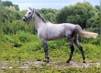 Oldenburger Springpaard, Merrie, 12 Jaar, 165 cm, Schimmel, in Magdeburg