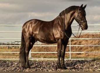 Friesian horses, Gelding, 17 years, 16.1 hh, Black, in Wien, Donaustadt,