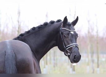 Hanoverian, Stallion, 10 years, 16.2 hh, Bay-Dark, in Bad Zwischenahn,