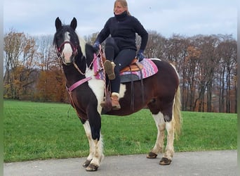 Barock Pinto, Merrie, 7 Jaar, 148 cm, Gevlekt-paard, in Linkenbach,