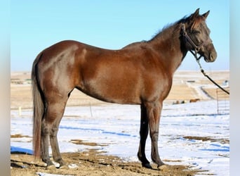 American Quarter Horse, Merrie, 10 Jaar, 142 cm, Zwart, in Fort Collins,