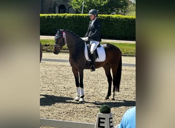 Gelding 5 years