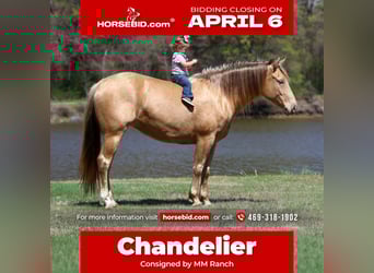 American Quarter Horse, Mare, 6 years, 15 hh, Champagne, in Forney