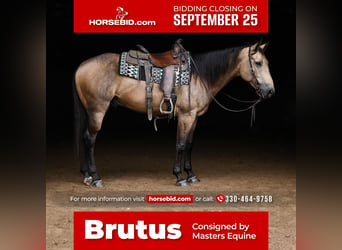 American Quarter Horse, Castrone, 5 Anni, 155 cm, Pelle di daino, in Dalton, OH,