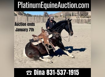American Quarter Horse, Gelding, 13 years, Tobiano-all-colors, in Paicines CA,