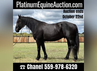 Draft Horse, Gelding, 8 years, 16 hh, Black, in Byers TX,