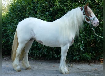 Tinker, Merrie, 8 Jaar, 137 cm, Gevlekt-paard, in Lathen,